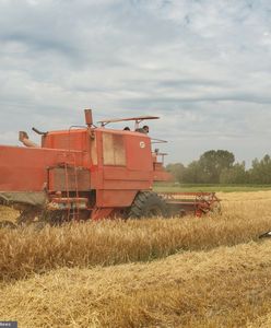 Opóźnione żniwa. Rolnicy walczą z pogodą i niskimi plonami