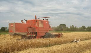 Opóźnione żniwa. Rolnicy walczą z pogodą i niskimi plonami