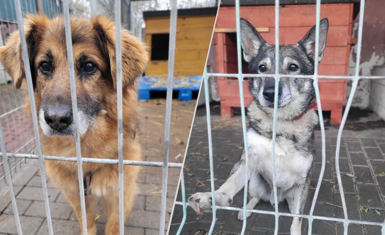 Gorzów: Te psy mogą nie przetrwać zimy w schronisku. Psi seniorzy szukają domów tymczasowych