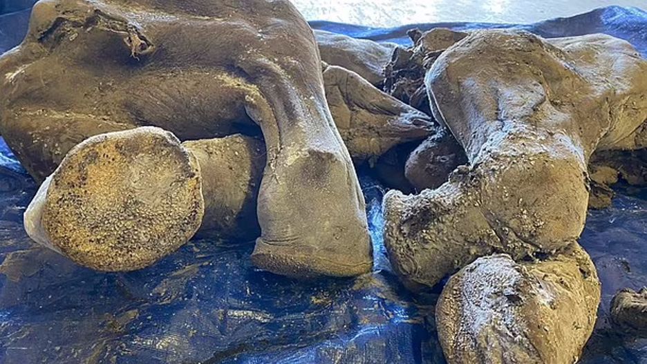 Odkryty mamut "Nun cho ga"