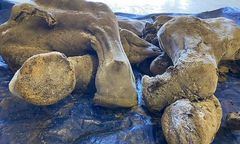 Wielkie odkrycie w Kanadzie. Górnicy wydobyli prawie kompletnego mamuta