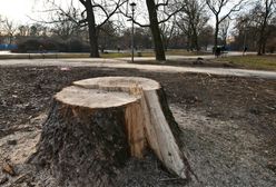 Na jakich zasadach można wycinać drzewa po zmianach przepisów?
