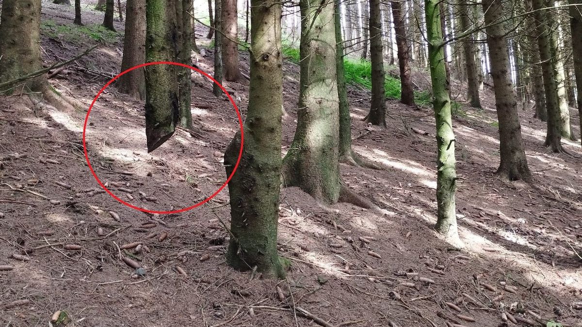 Dlaczego drzewo unosi się nad ziemią?