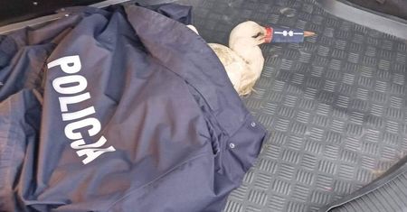 Łódzkie. Bocian stał się... policjantem. Uratowali go mundurowi