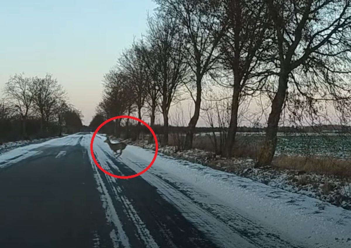 Przebiegały przez ulicę. Leśnicy pokazują nagranie i apelują