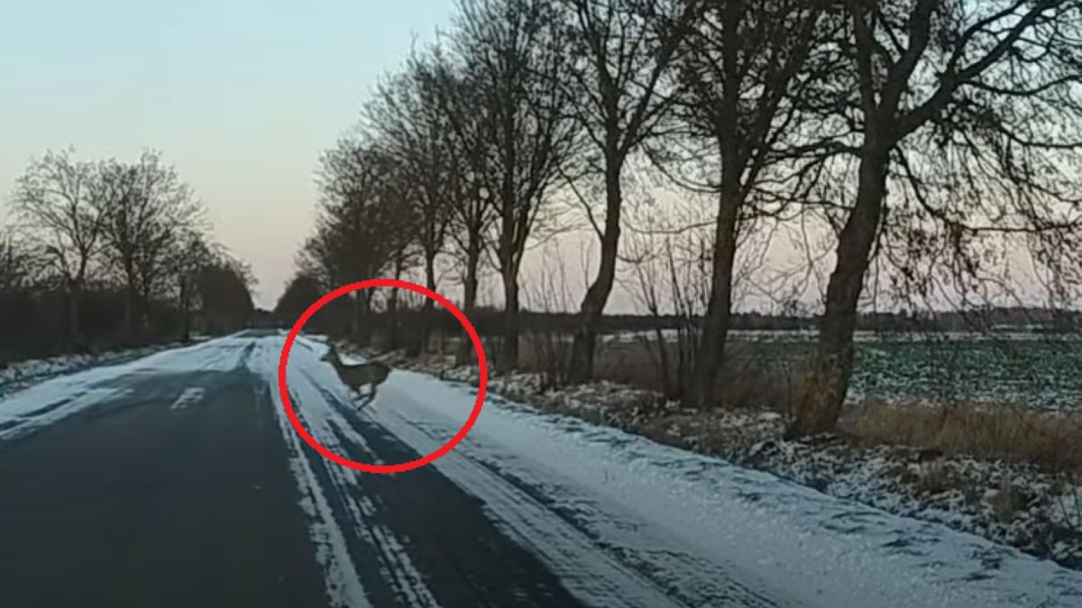 Przebiegały przez drogę. Jest apel leśników
