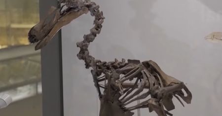 Wymarł 400 lat temu. Ponownie "przemówił"