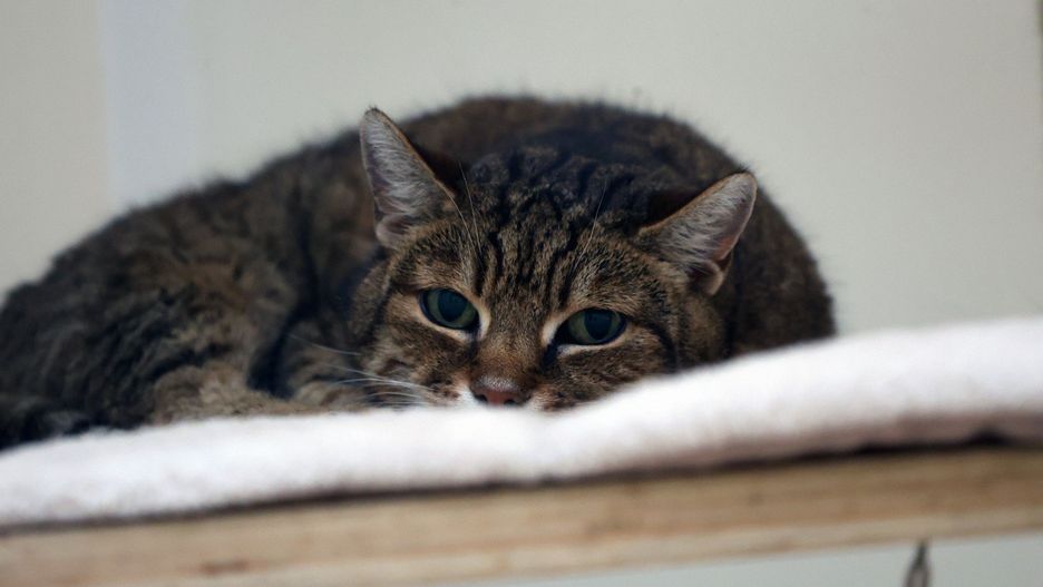 Bez ewidencji nie wiadomo, z jak dużą skalą bezdomności zwierząt mierzymy się w Polsce.