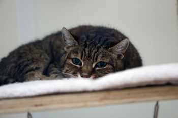 Bezdomność zwierząt w Polsce. Alarmujące wnioski z raportu