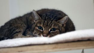 Bezdomność zwierząt w Polsce. Alarmujące wnioski z raportu