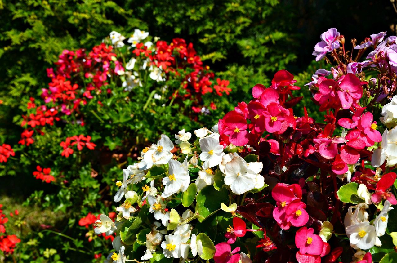 What to do to have beautiful begonias?