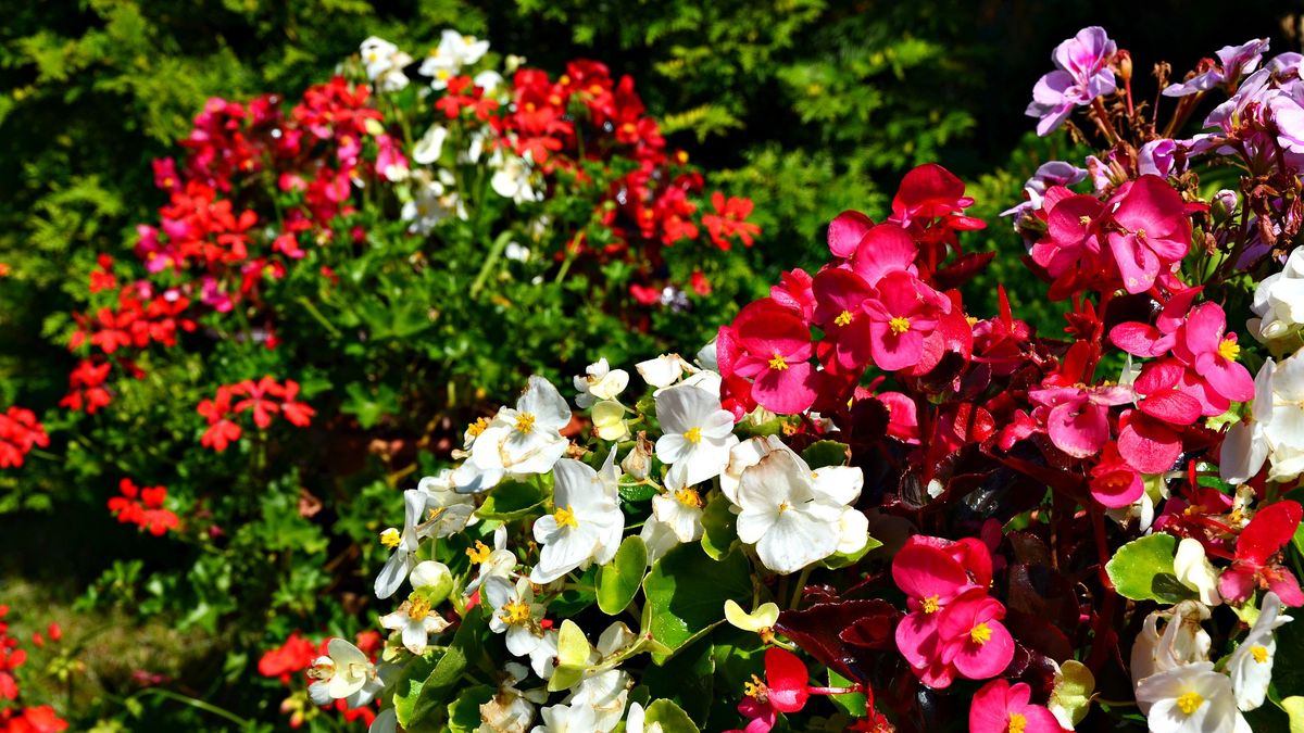 Co zrobić, by mieć piękne begonie?