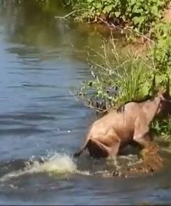 Gnu kontra krokodyl. Zaskakujący finał pojedynku