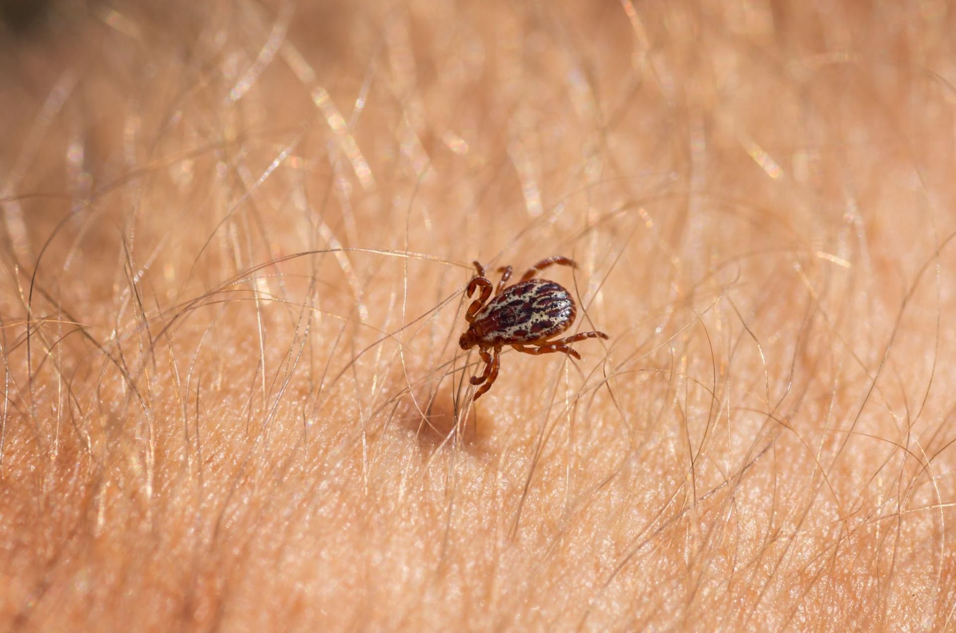 Kleszcze mogą powodować m.in. boreliozę 