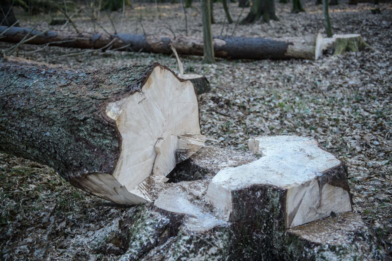 Puszcza Białowieska. Ekolodzy zbierają podpisy pod petycją do premier Szydło