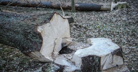 Puszcza Białowieska. Ekolodzy zbierają podpisy pod petycją do premier Szydło