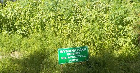 Plantacja marihuany na miejskim trawniku z tabliczką: „Wysiana łąka, prosimy nie wpuszczać psów”