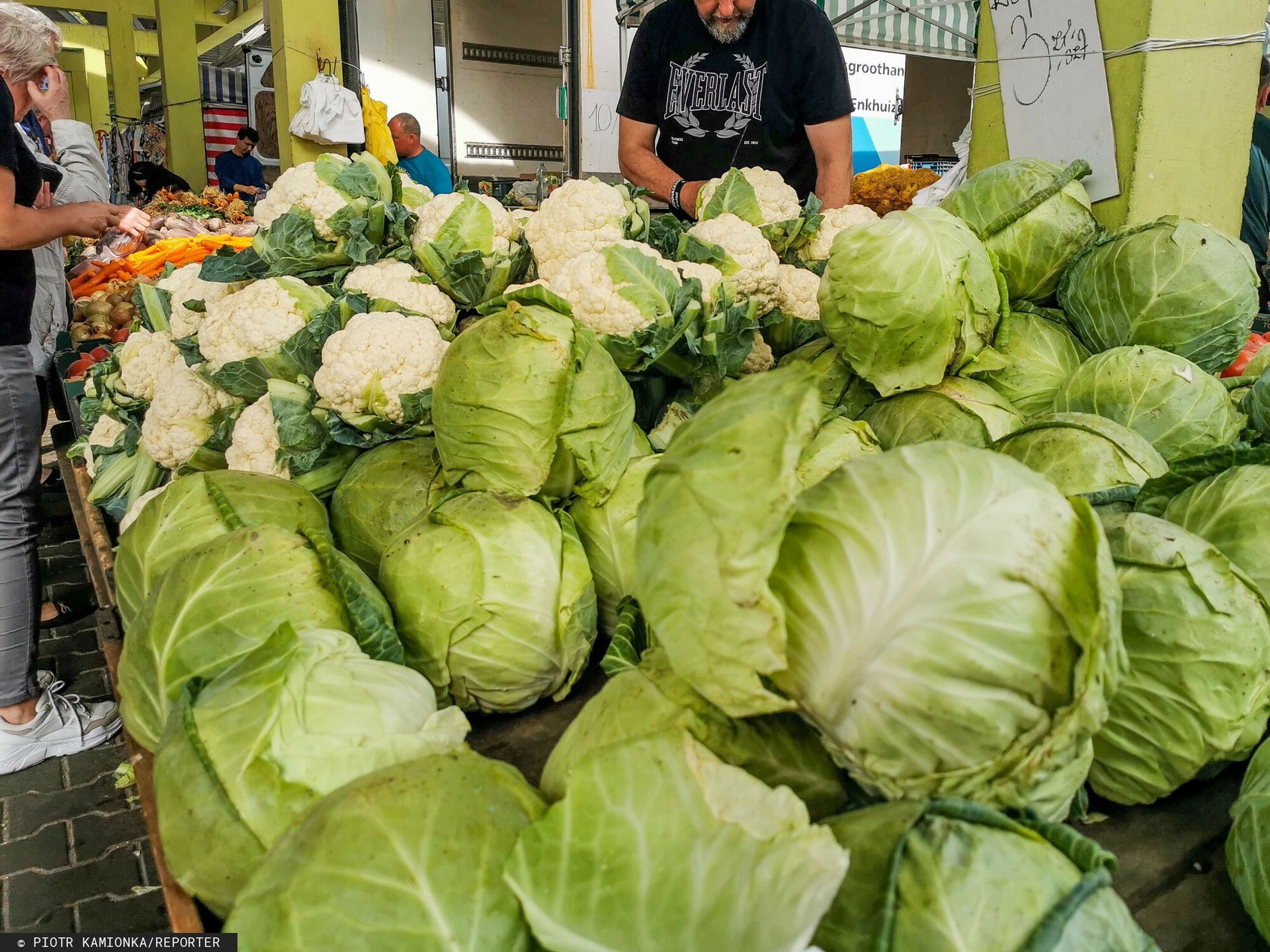 Kiedy polska kapusta trafi na rynek? Producenci wskazują termin