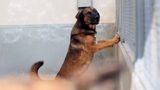Lublin: Dzień otwarty w schronisku. Poznaj swojego przyszłego przyjaciela