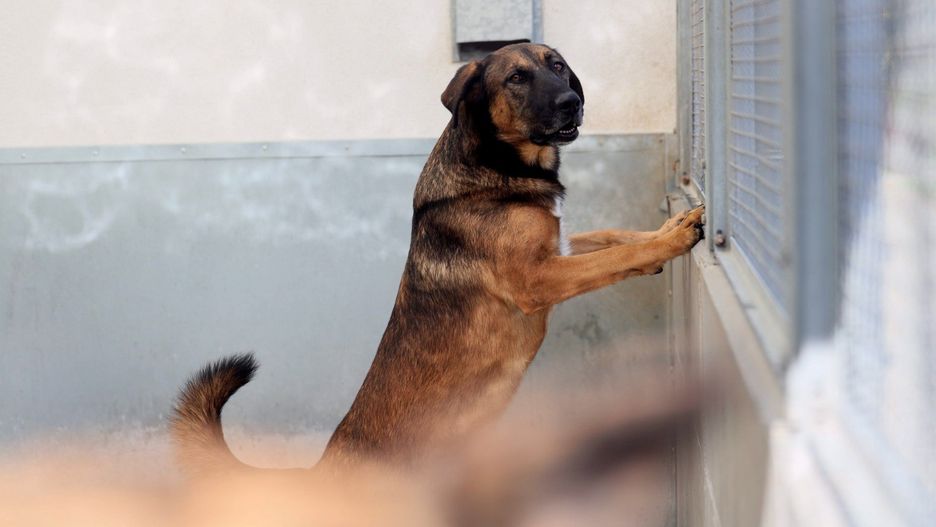 Ponad 200 tys. - tyle miasto jest w stanie wydać miesięcznie na funkcjonowanie schroniska dla bezdomnych zwierząt. Szuka chętnego, który poprowadzi placówkę przez najbliższe 16 miesięcy. W ośrodku przy ul. Metalurgicznej przebywa prawie 350 zwierząt.