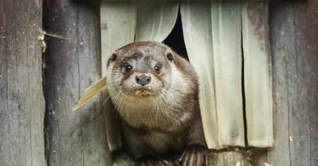 Opolskie. Ucieczka niedowidzącej wydry. Trwają poszukiwania
