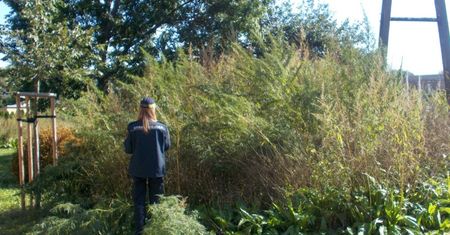 Warszawa. Anonimowy plantator uprawiał na miejskiej działce konopie indyjskie