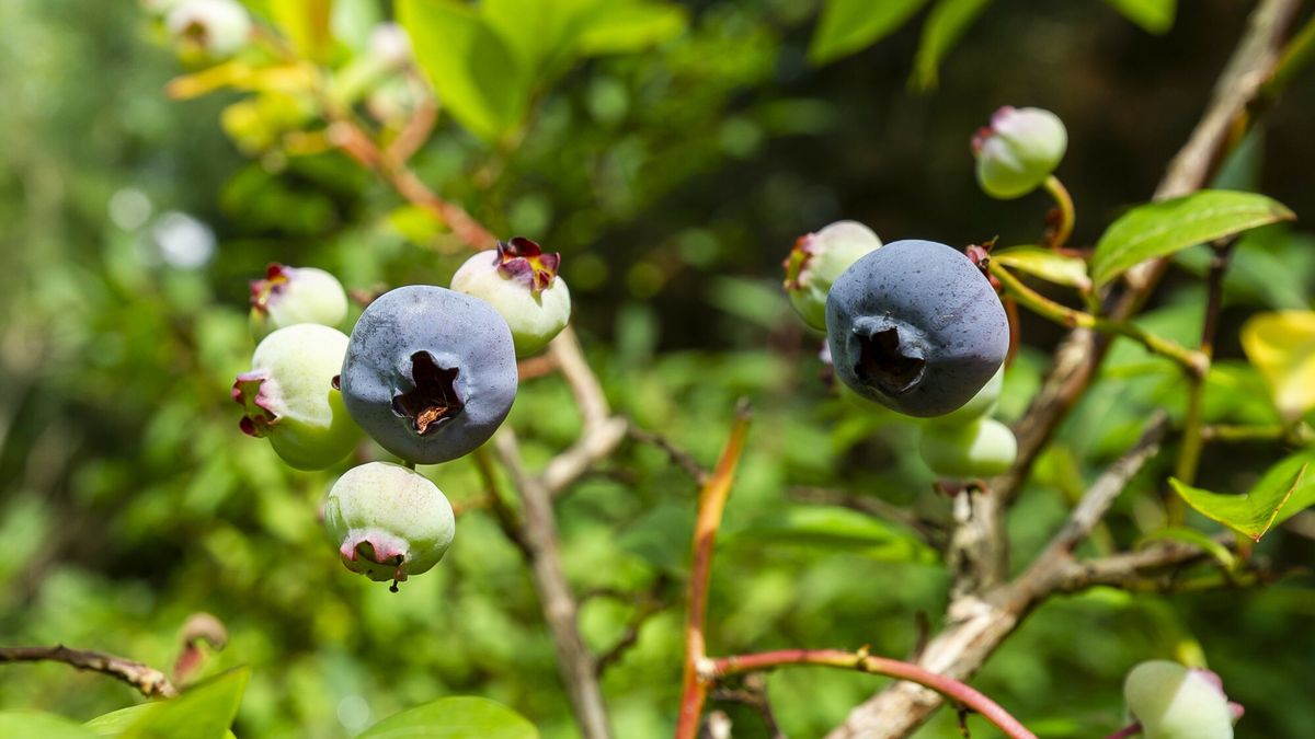 Spór wokół plantacji borówki 