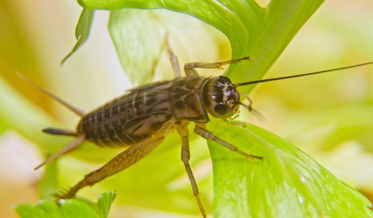 Świerszcz jest jednym z powszechnie wykorzystywanych owadów - Pyszności; Foto Canva.com