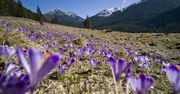 Małopolska: Krokusy i tulipany. Gdzie i kiedy oglądać kwiatowe pola?