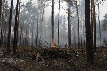 UE i pożary lasów w Polsce. Leśnik mówi, co zmieniło się przez lata