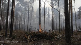 UE i pożary lasów w Polsce. Leśnik mówi, co zmieniło się przez lata