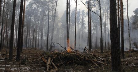 UE i pożary lasów w Polsce. Leśnik mówi, co zmieniło się przez lata