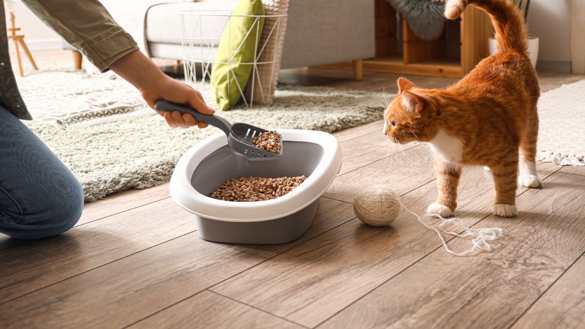 Jak pozbyć się przykrego zapachu z kociej kuwety?