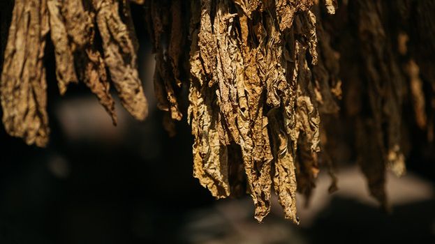 Polska jest drugim największym producentem wyrobów tytoniowych w Unii Europejskiej.