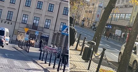 Galopujący koń na ulicach Lublina. W pogoń za zwierzęciem ruszyła policja