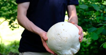 Grzybiarze oszaleją. Pokazali zdjęcie prawdziwego giganta