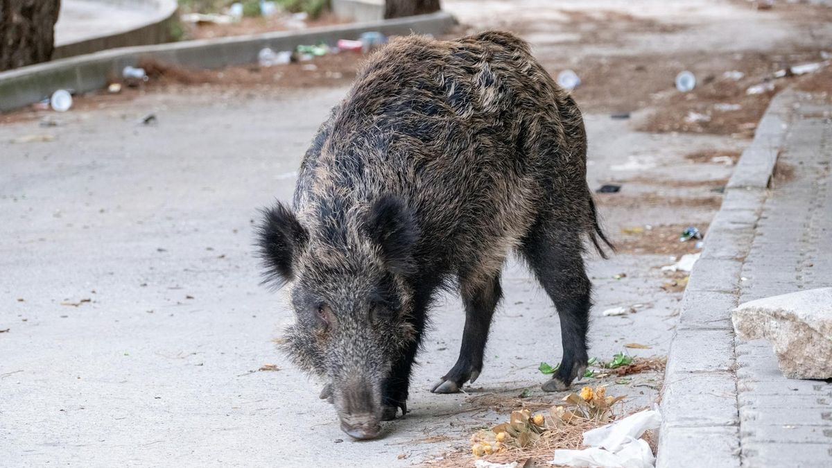 W powiecie piotrkowskim odkryto nowe martwe dziki [zdj. ilustracyjne] 