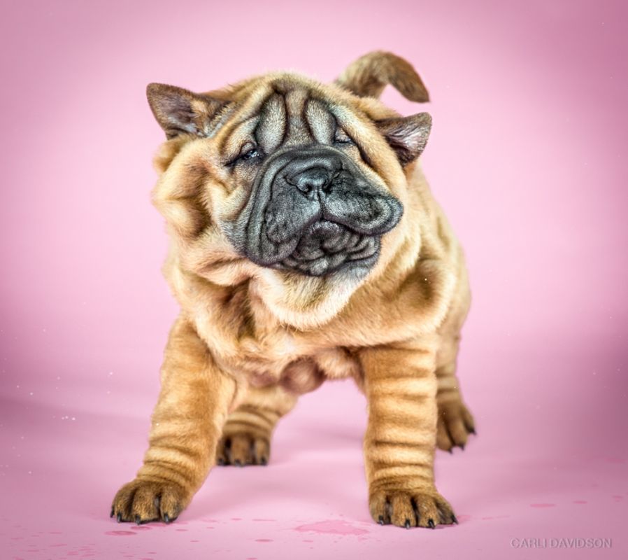Shake Puppies - zakręcone szczeniaki Carli Davidson 5