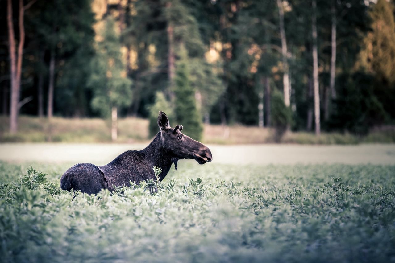 Koronawirus. Spacer w Kampinoskim Parku Narodowym? Pamiętaj o ograniczeniach