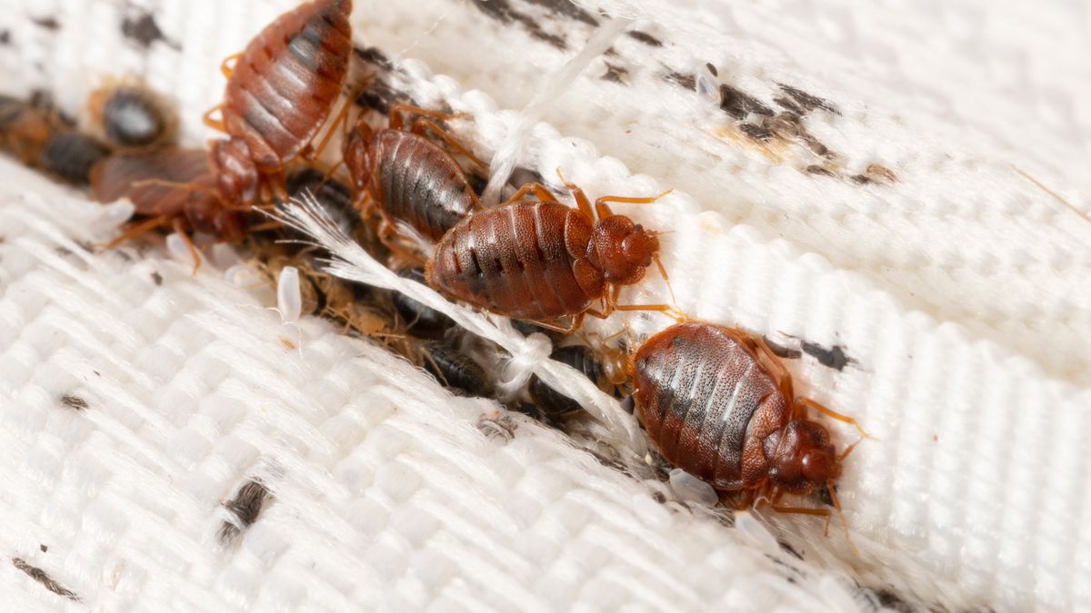 Inwazja pluskiew w sanatorium