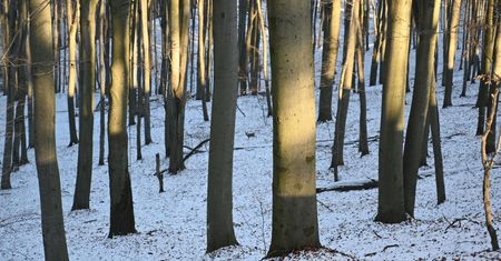 Gdzie ukryła się sarna? Zagadka Lasów Państwowych hitem w sieci