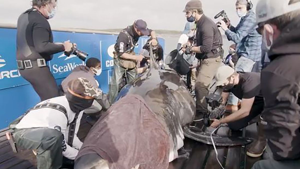 Badaczom udało się złapać samicę rekina w październiku 2020 roku