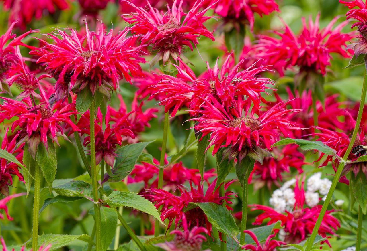 Die Garten-Monarde: Bunter Blütenzauber und Zeckenschutz