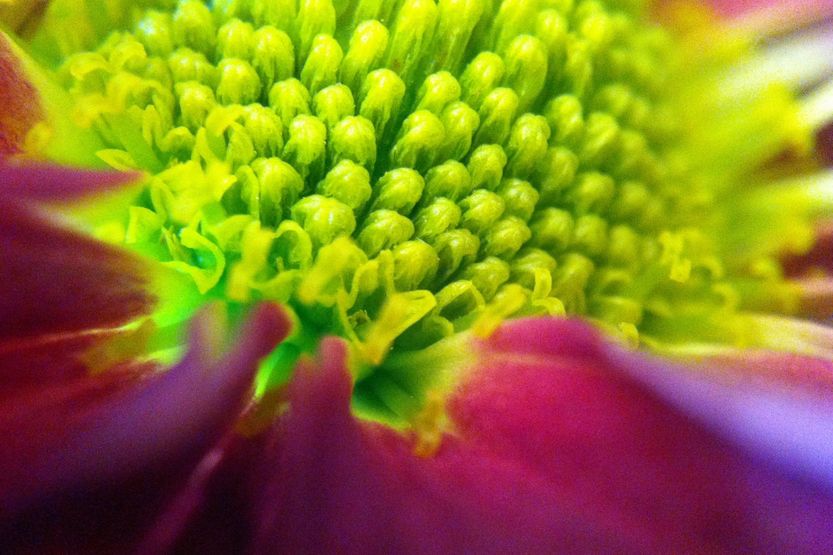 Ta opaska makro na smartfona pozwoli Wam fotografować zawsze, kiedy będziecie chcieli 5