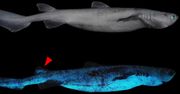 Gigantyczny świecący rekin. Sensacyjne odkrycie w Nowej Zelandii