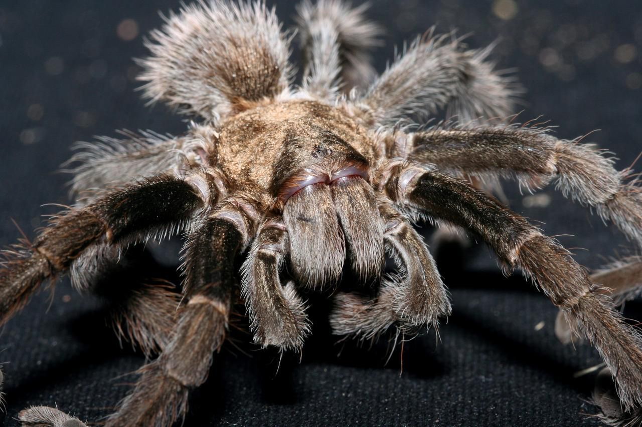 Tarantule zawstydziły Spider-Mana