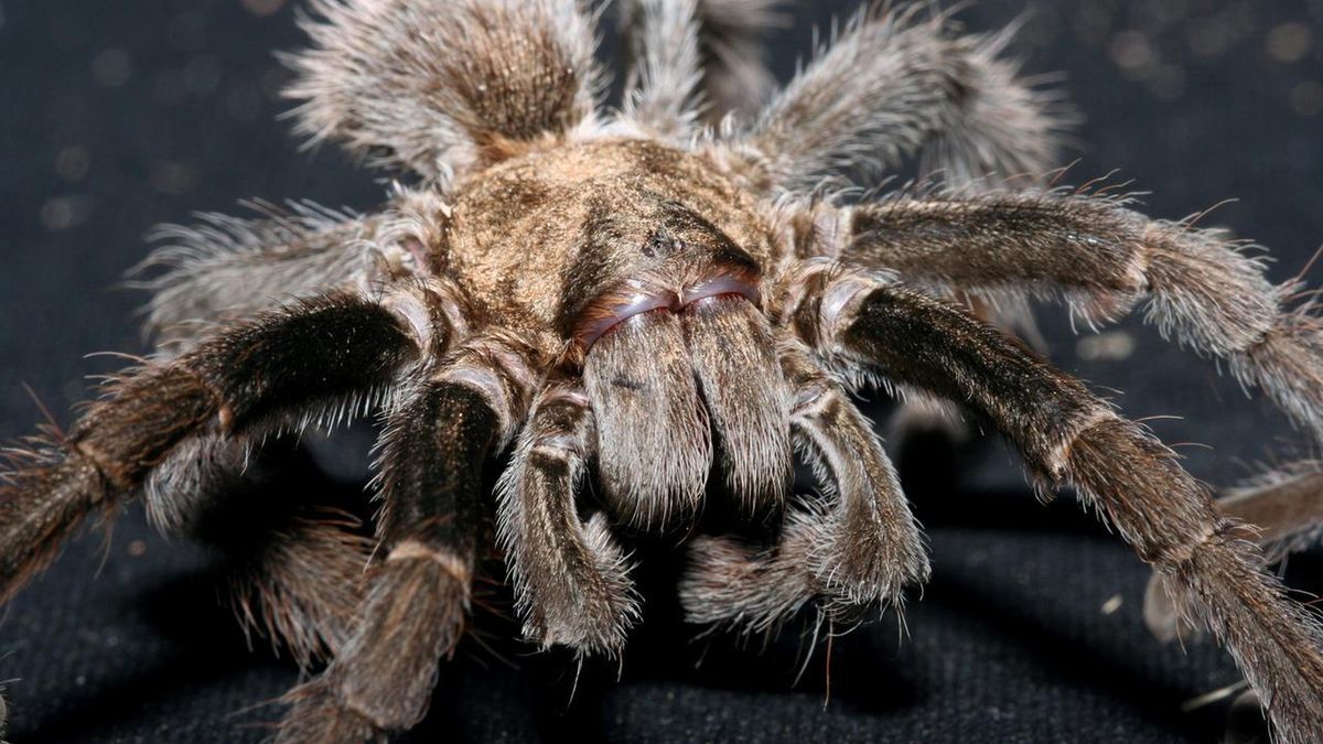 Tarantule zawstydziły Spider-Mana 1