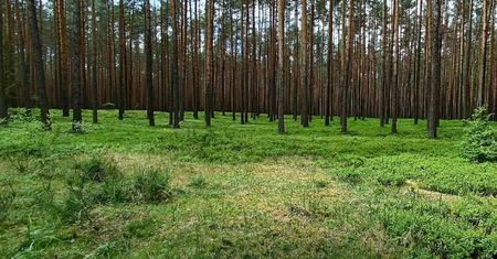 Odkryj Park Krajobrazowy Lasy nad Górną Liswartą oraz Rezerwat Rododendronów