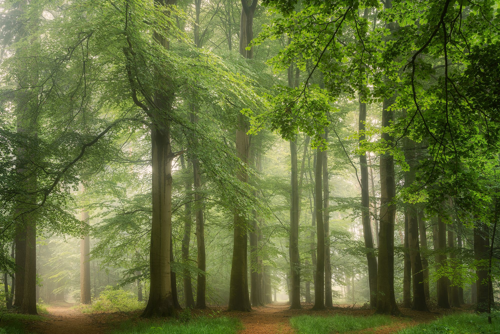 Leśne scenerie z magiczną atmosferą na zdjęciach Martina Podta 15
