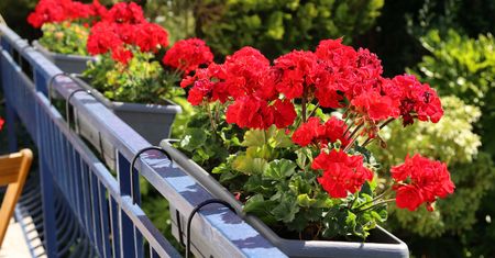 Domowa odżywka do pelargonii. Wystarczy jeden składnik z kuchni